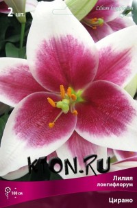Лилия Лонгифлорум Цирано (Lilium Longiflorum Cyrano)