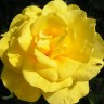Роза флорибунда Фрезия (Rose floribunda Friesia)