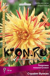 Георгина полукактусовая Страйпт Вулкан (Dahlia semi-cactus Striped Vulkan)