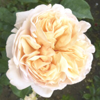 Роза флорибунда Космос (Rose floribunda Kosmos)