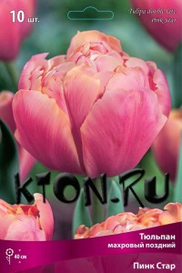 Тюльпан махровый поздний Пинк Стар (Tulipa double late Pink Star)