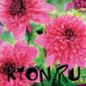 Георгина анемоновидная Ричардс Форчун (Dahlia anemoneflowering Richards Fortune)