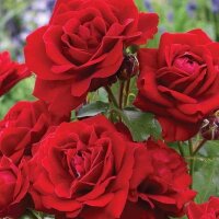 Роза флорибунда Стромболи (Rose floribunda Stromboli)