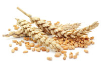 Семена Сидерат Пшеница озимая Лагуна 500 г