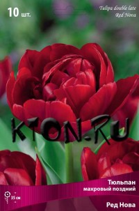 Тюльпан махровый поздний Ред Нова (Tulipa double late Red Nova)