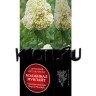 Гортензия метельчатая Мэджикал Мунлайт (Hydrangea paniculata Magical Moonlight)