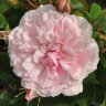 Роза флорибунда Блаш Винтер Джевел (Rose floribunda Blush Winterjewel) Северный Сад