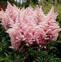 Астильба Арендса Нью Вейв (Astilbe Arendsii New Wave)