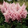 Астильба Арендса Нью Вейв (Astilbe Arendsii New Wave)