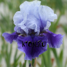 Ирис бородатый Блашес (Iris germanica Blushes)