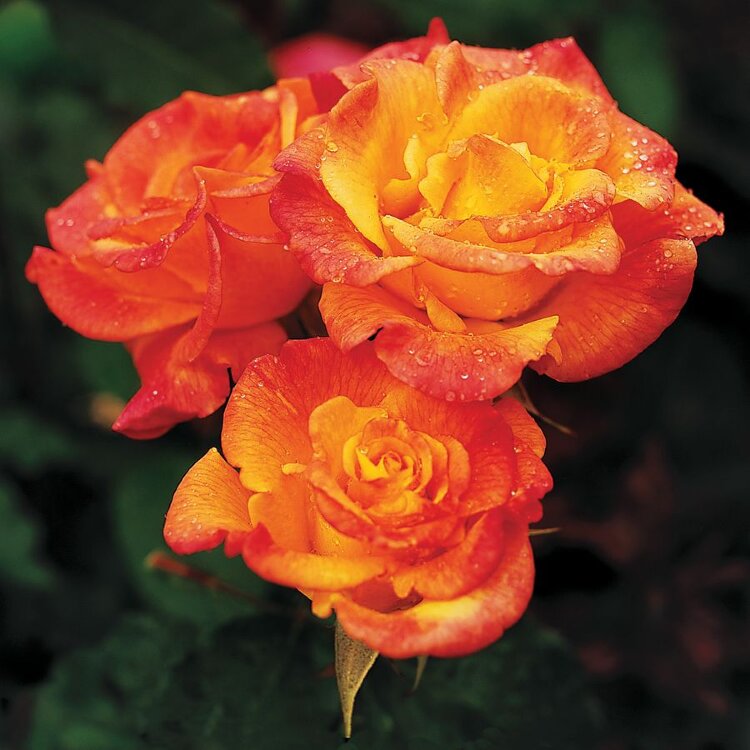 Роза флорибунда Самба (Rose floribunda Samba)
