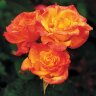 Роза флорибунда Самба (Rose floribunda Samba)