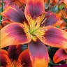 Лилия азиатская Форева Сьюзан (Lilium asiatic Forever Susan)