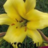 Лилия трубчатая Голден Сплендор (Lilium trumpet Golden Splendour)
