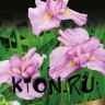 Ирис японский Момогасуми (Iris ensata Momogasumi)