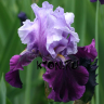 Ирис бородатый Блуберд Вайн (Iris germanica Bluebird Wine)