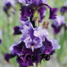 Ирис бородатый Блуберд Вайн (Iris germanica Bluebird Wine)