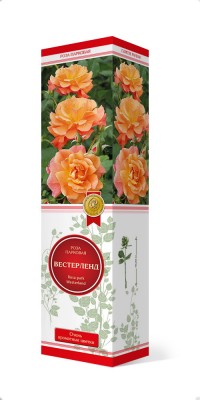 Роза флорибунда Пападжина (Rose floribunda Papagena)