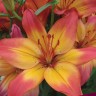 Лилия азиатская Хартстрингс (Lilium asiatic Heartstrings)