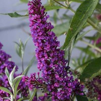 Буддлея Давида Баттерфляй Тауэр (Buddleja davidii Butterfly Tower)