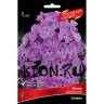 Флокс метельчатый Селена (Phlox paniculata Selena) Российская селекция