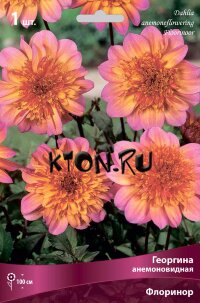 Георгина анемоновидная Флоринор (Dahlia anemoneflowering Floorinoor)
