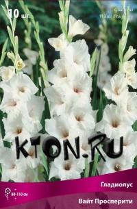 Гладиолус Вайт Просперити (Gladiolus White Prosperity)