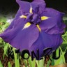 Ирис японский Пепл Парасол (Iris ensata Purple Parasol)