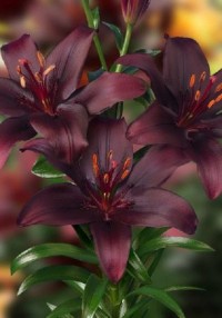 Лилия азиатская Дарк Секрет (Lilium asiatic Dark Secret)
