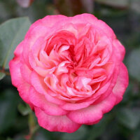 Роза парковая Ботэ Антик (Park rose Bote Antic)