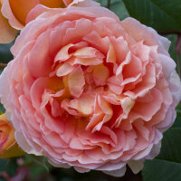 Роза парковая Фрагрант Пич (Park rose Fragrant Peach)