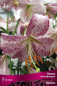 Лилия Лонгифлорум Ланкон (Lilium Longiflorum Lankon)