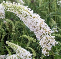 Буддлея Давида Сноу Вайт (Buddleja davidii Snow White)