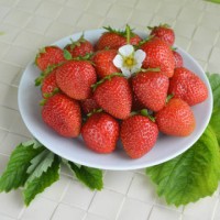 Земляника садовая (клубника) Фламенко