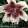 Лилия ОТ гибрид Зеба (Lilium OT hybrid Zeba)