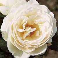Роза плетистая Ютерзенер Клостеррозе (Rose Climbing Uetersener Klosterrose)