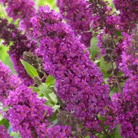 Буддлея Давида Тутти Фрутти (Buddleja davidii Tutti frutti)