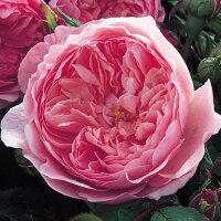 Роза парковая Бутон де Роз (Park rose Bouton de Rose)