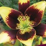 Лилия азиатская Танго Изи Данс (Lilium asiatic Tango Easy Dance)