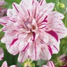 Георгина декоративная Брайт Даймонд (Dahlia decorative Bright Diamond)