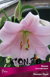 Лилия Лонгифлорум Элегант Леди (Lilium Longiflorum Elegant Lady)