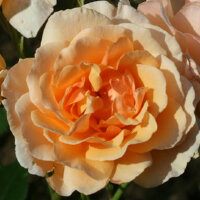 Роза парковая Эприкот Блисс (Park rose Apricot Bliss)