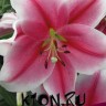 Лилия ЛОО гибрид Пинк Бриллиант (Lilium LOО hybrid Pink Brilliant) 
