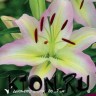 Лилия ОТ гибрид Притти Вуман (Lilium OT hybrid Pretty Woman)
