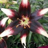 Лилия азиатская Танго Неттис Прайд (Lilium asiatic Tango Netty&#039;s Pride)