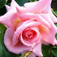Роза плетистая Компассион (Rose Climbing Compassion)