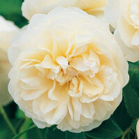 Роза парковая Вайт Кэп (Park rose White Cap)