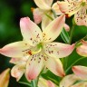 Лилия азиатская Корсаж (Lilium asiatic Corsage)