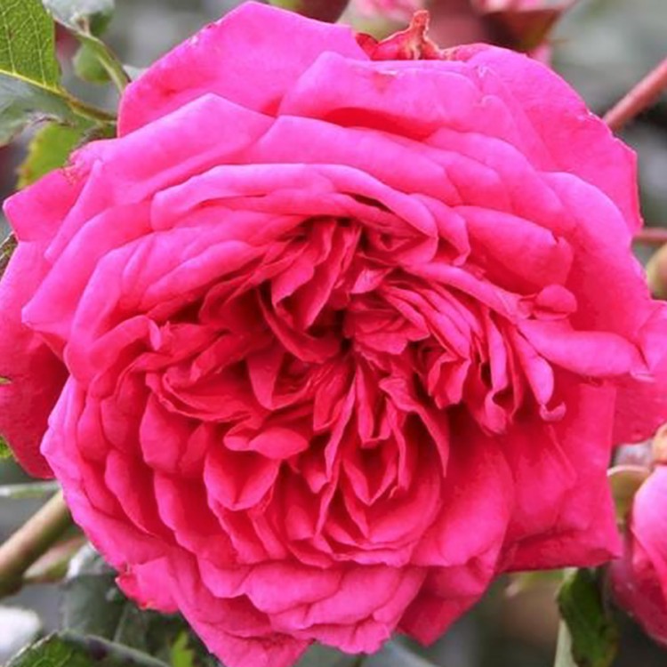 Роза плетистая Лагуна (Rose Climbing Laguna)