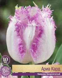 Тюльпан бахромчатый Ариа Кард (Tulipa fringed Aria Card)